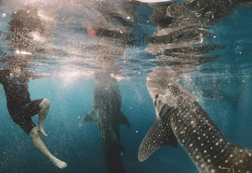 Whale shark swimming near a snorkeler, Oslob, Cebu, Philippines